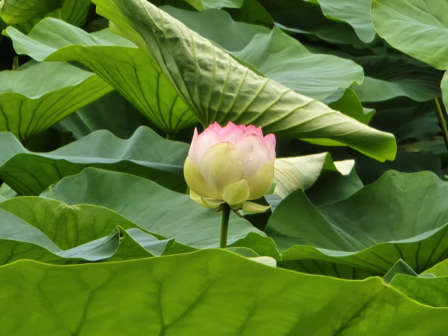 골정지 연꽃. 사진=당진시 제공