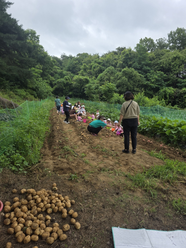 농협중앙회 당지시지부(지부장 정광식)는 지난 3일 당진시 송악면 가교리 소재 농가에서 주부들과 어린이들을 대상으로 ‘감자캐기 체험 행사’를 개최했다. 사진=농협당진시지부 제공