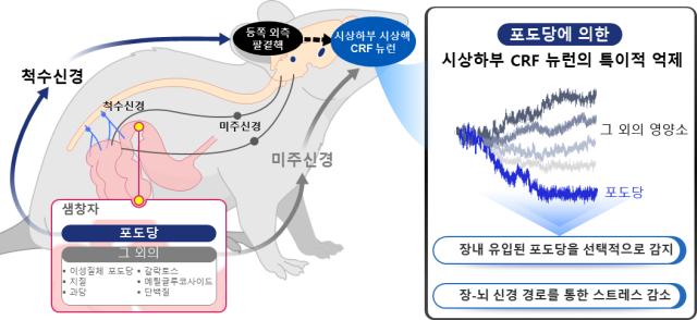 KAIST 연구진이 뇌가 단순히 총열량(칼로리)을 감지하는 수준을 넘어 특정 영양소, 특히 포도당을 선택적으로 인식할 수 있다는 사실을 입증했다. KAIST 제공