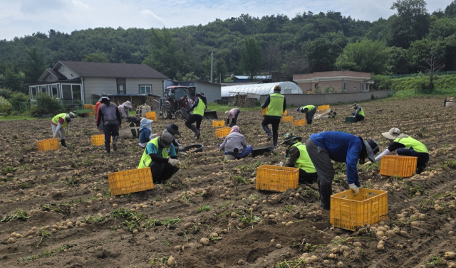 보은군에 지난 6월 입국한 라오스 계절근로자 45명이 한 달간 지역 농가에 투입돼 농번기 일손 부족 해소에 크게 도움이 되고 있다.(사진/보은군 제공)