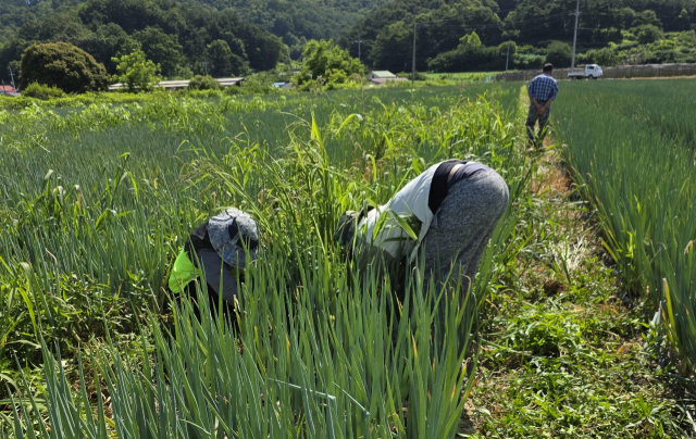 보은군에 지난 6월 입국한 라오스 계절근로자 45명이 한 달간 지역 농가에 투입돼 농번기 일손 부족 해소에 크게 도움이 되고 있다.(사진/보은군 제공)