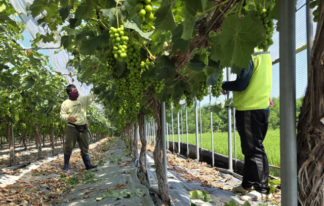 보은군에 지난 6월 입국한 라오스 계절근로자 45명이 한 달간 지역 농가에 투입돼 농번기 일손 부족 해소에 크게 도움이 되고 있다.(사진/보은군 제공)