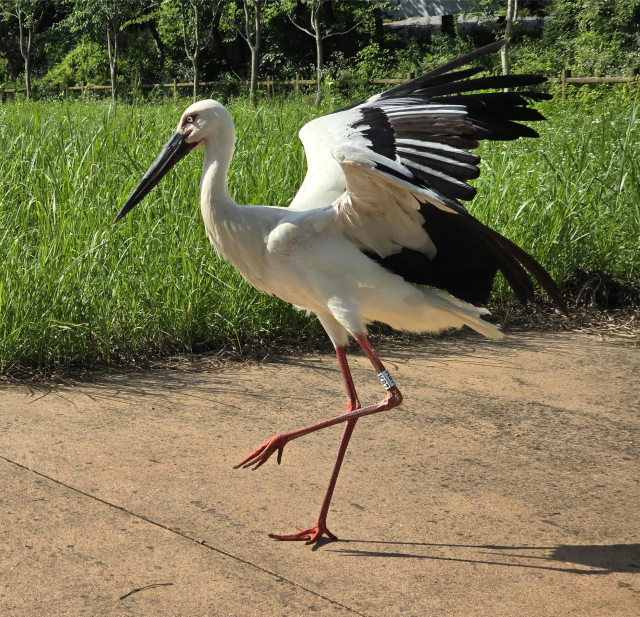 예산황새공원 사육장 구조물에서 지난 5월 구조된 황새가 치료와 재활을 마치고 자연으로 복귀했다. 예산군 제공