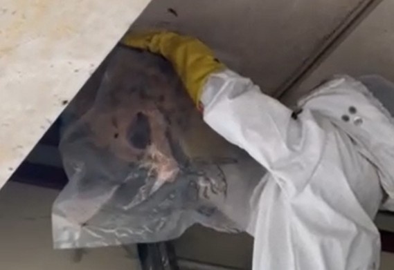 벌집 제거 활동. 대전소방본부 제공