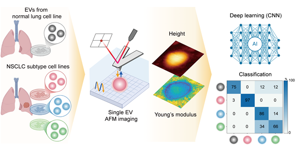 DGIST 바이오메디컬연구부 연구팀이 혈액 속 암세포에서 나온 엑소좀이라는 작은 입자를 원자힘현미경(AFM)으로 눌러보고 입자의 ‘딱딱함’ 만으로 폐암 유전자 돌연변이를 구별하는 기술을 개발했다. DGIST 제공