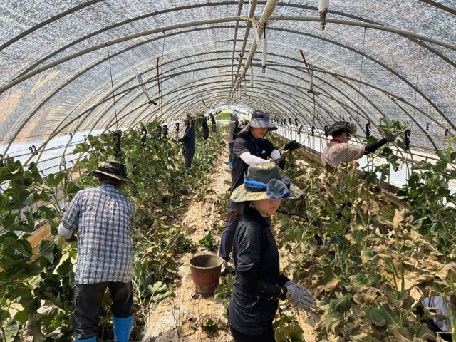 집중호우로 피해를 입은 예산군 농가를 찾아 복구 지원 봉사활동을 하고 있는 서천군농업기술센터 직원들.사진=서천군 제공.