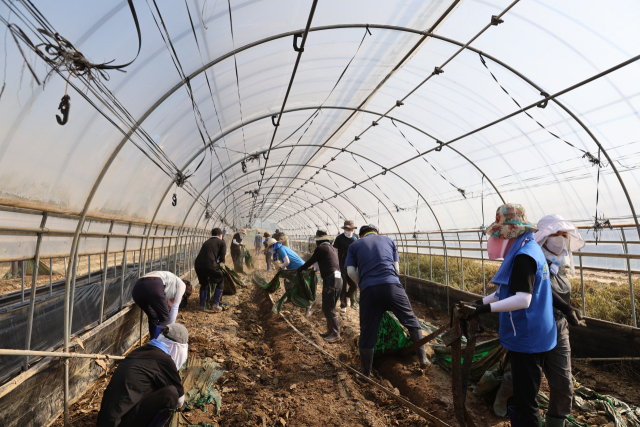 28일 오전 8시경 충북 청주시 오창읍 호계리의 한 애호박 농가비닐하우스에서 자원봉사자들이 일손을 돕고 있다. 이른 시간이지만 30도를 훌쩍 넘는 날씨로 비닐하우스 안은 찜통과 다름 없었다. 사진=송휘헌 기자