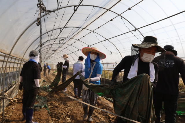 28일 오전 8시경 충북 청주시 오창읍 호계리의 한 애호박 농가비닐하우스에서 자원봉사자들이 일손을 돕고 있다. 이른 시간이지만 30도를 훌쩍 넘는 날씨로 비닐하우스 안은 찜통과 다름 없었다. 사진=송휘헌 기자