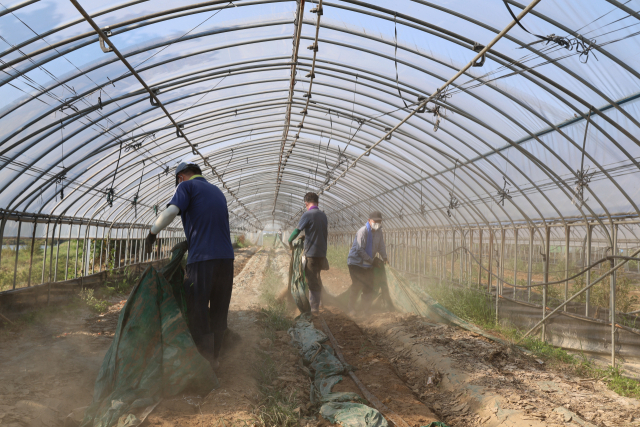 28일 오전 8시경 충북 청주시 오창읍 호계리의 한 애호박 농가비닐하우스에서 자원봉사자들이 일손을 돕고 있다. 이른 시간이지만 30도를 훌쩍 넘는 날씨로 비닐하우스 안은 찜통과 다름 없었다. 사진=송휘헌 기자