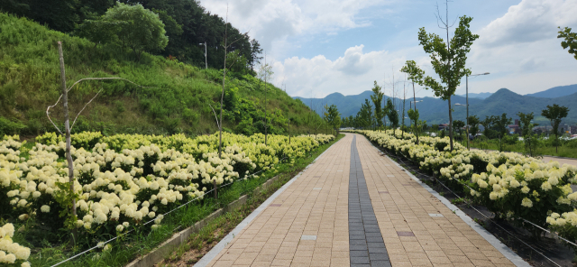 옥천군 이원면 이원로 828에 위치한 옥천묘목공원에 새하얀 수국이 활짝 피어 한여름의 정취를 느끼려는 관람객들의 발길이 이어지고 있다. 사진=옥천군 제공