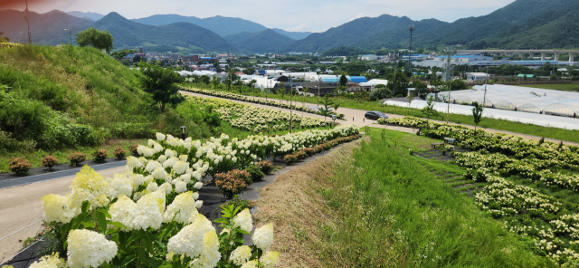 옥천군 이원면 이원로 828에 위치한 옥천묘목공원에 새하얀 수국이 활짝 피어 한여름의 정취를 느끼려는 관람객들의 발길이 이어지고 있다. 사진=옥천군 제공