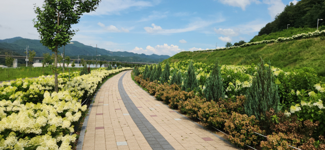 옥천군 이원면 이원로 828에 위치한 옥천묘목공원에 새하얀 수국이 활짝 피어 한여름의 정취를 느끼려는 관람객들의 발길이 이어지고 있다. 사진=옥천군 제공