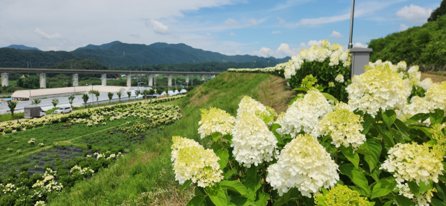 옥천군 이원면 이원로 828에 위치한 옥천묘목공원에 새하얀 수국이 활짝 피어 한여름의 정취를 느끼려는 관람객들의 발길이 이어지고 있다. 사진=옥천군 제공