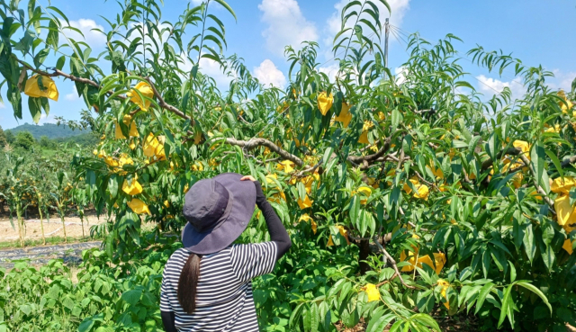 최근 증평농기센터 직원이 고온다습한 기후로 확산 우려가 커진 지역의 한 과수원을 찾아 탄저병 예찰을 벌이고 있다. 증평군 제공