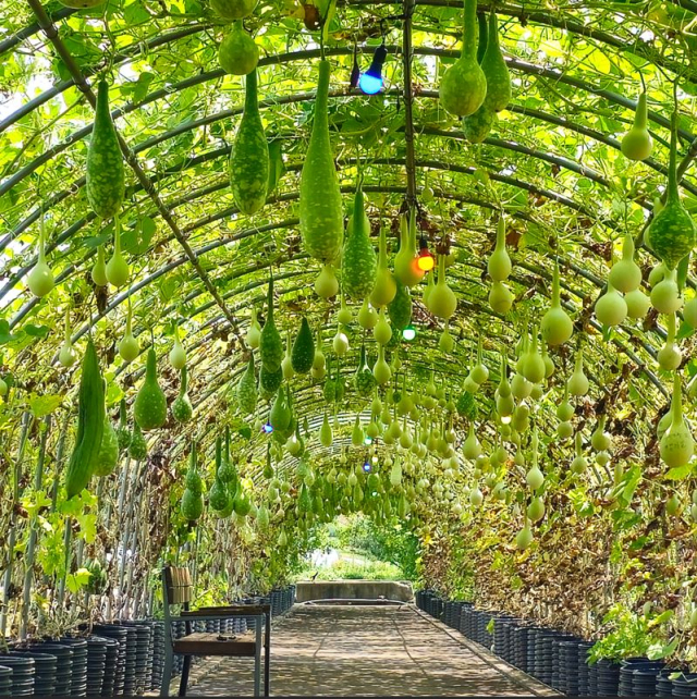 원천마을 조롱박축제. 홍성군 제공.