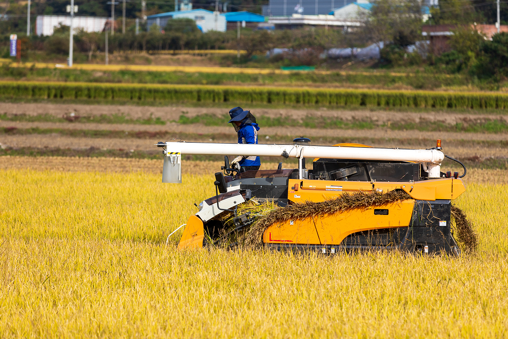 쌀. 클립아트 코리아 제공.