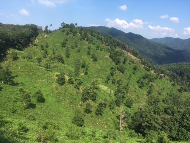 금산군, 내년 조림·숲가꾸기 사업 대상지 수요조사 사진=금산군