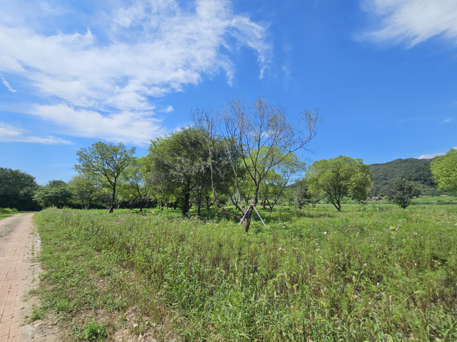 충주시 가흥초등학교 뒤편 제방 아래 조성된 1단계 수변생태공원이 풀에 뒤덮여 사람의 접근이 어려운 상태를 쉽게 알수 있다.사진=김의상 기자