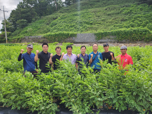 금산군, 올해 감초 재배단지 2.5ha 추가 조성, 감초 산업화 박차 사진=금산군