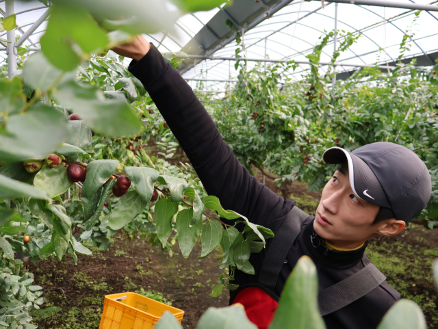 보은군의 대추 농민들이 올해 대추 수확량이 작년보다 20% 이상 증가할 것으로 예상되면서 풍년의 기대감에 부풀어 있다.(사진/보은군 제공)