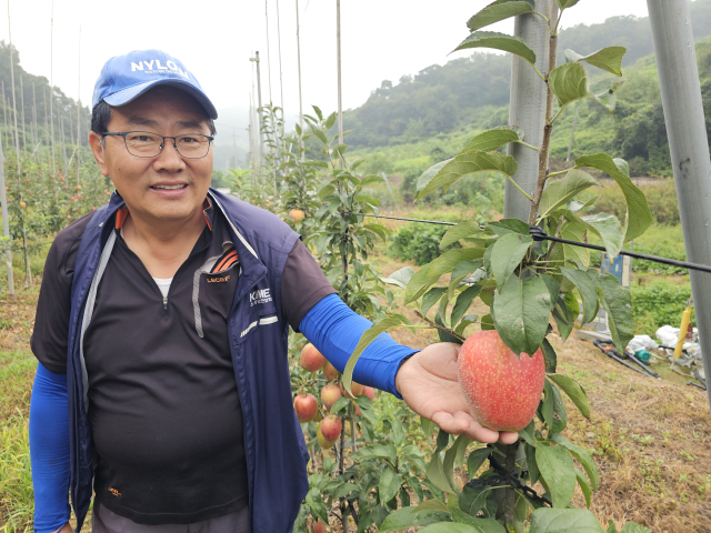 이호삼 사과발전회장이 자신의 농장에서 재배 중인 100여 주의 신품종 ‘이지플’ 사과를 소개하며 재배 특성과 장점을 설명하고 있다.사진=김의상 기자