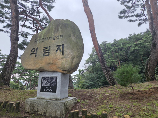 의림지에 이식한 제림 소나무 후계목.제천시 제공