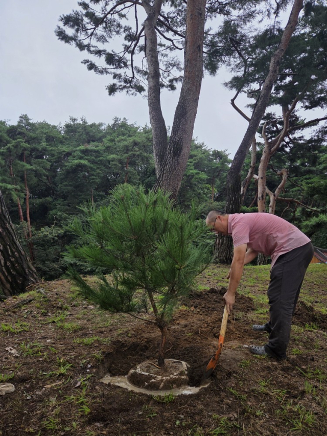 의림지 제림의 소나무 후계목을 심는 모습.제천시 제공