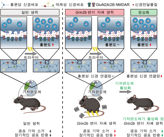 기저편도체 흥분성 신경세포의 활성에 의해 조절되는 공포 기억의 소거 및 장기 공포 반응 설명 이미지.IBS 제공