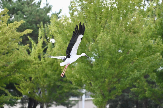 예산군은 지난 18일 예산황새공원 개원 10주년을 맞아 황새를 방사했다. 예산군 제공