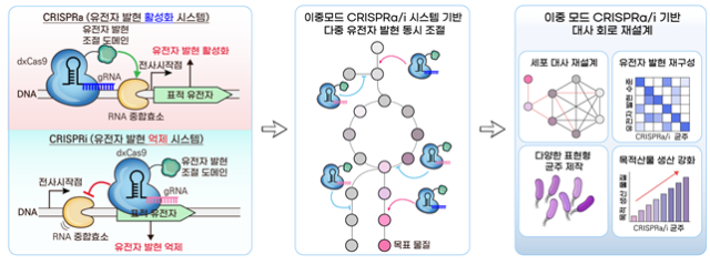 21일 KAIST에 따르면 이주영 공학생물학대학원 교수와 노명현 한국화학연구원 박사 공동연구팀이 대장균에서 원하는 유전자를 동시에 켜고 끄는 것이 가능한 새로운 이중모드 크리스퍼 유전자 가위 시스템을 개발했다. KAIST 제공
