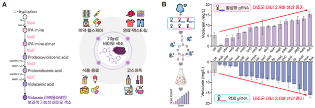 21일 KAIST에 따르면 이주영 공학생물학대학원 교수와 노명현 한국화학연구원 박사 공동연구팀이 대장균에서 원하는 유전자를 동시에 켜고 끄는 것이 가능한 새로운 이중모드 크리스퍼 유전자 가위 시스템을 개발했다. KAIST 제공