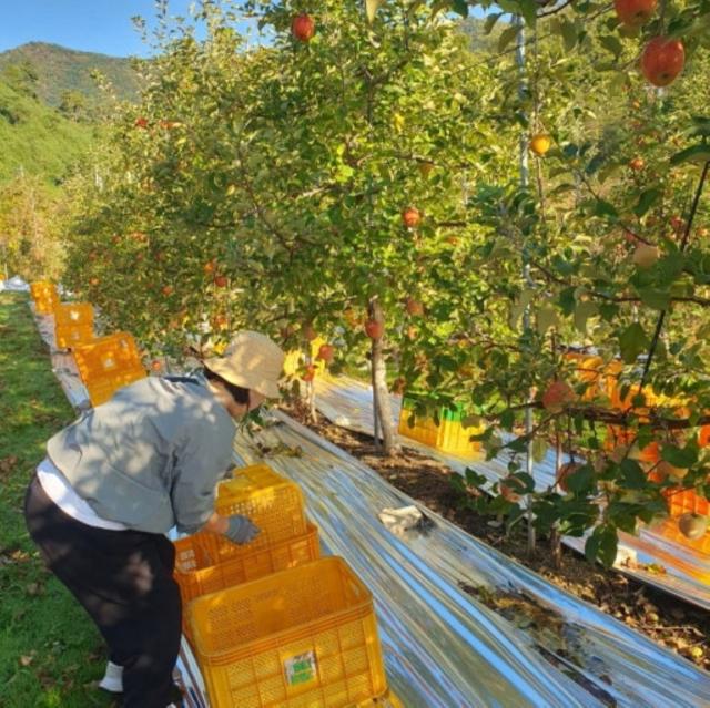 ‘증평형 농촌일손 더하기’ 사업을 통해 농가에 파견됀 지역 근로자가 사과를 수확하고 있다. 증평군 제공