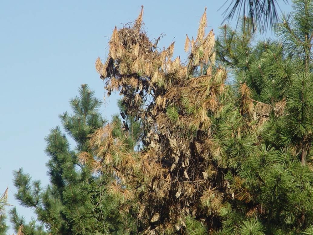 소나무재선충병 국립산림과학원 제공. 재판매 및 DB금지