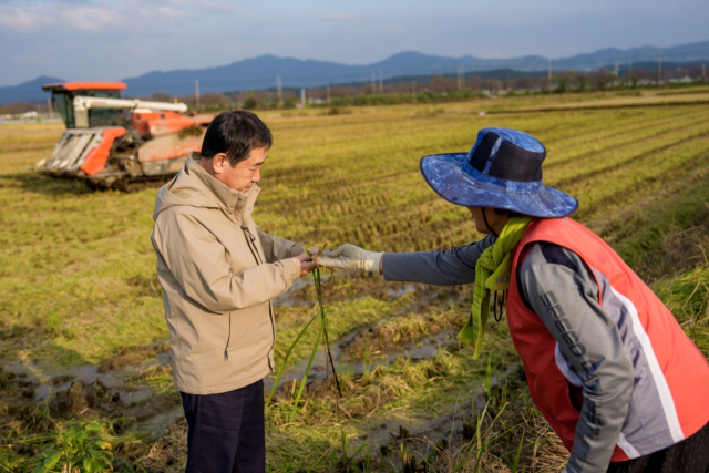 이재영 군수가 잦은비로 수확시기를 놓친 농가주와 벼 이삭에서 싹이 트는 수발아 현상을 살피고 있다. 증평군 제공