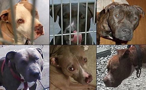 핏불[도그바이트닷오그 캡처. 사진은 기사내용과 상관없음.]