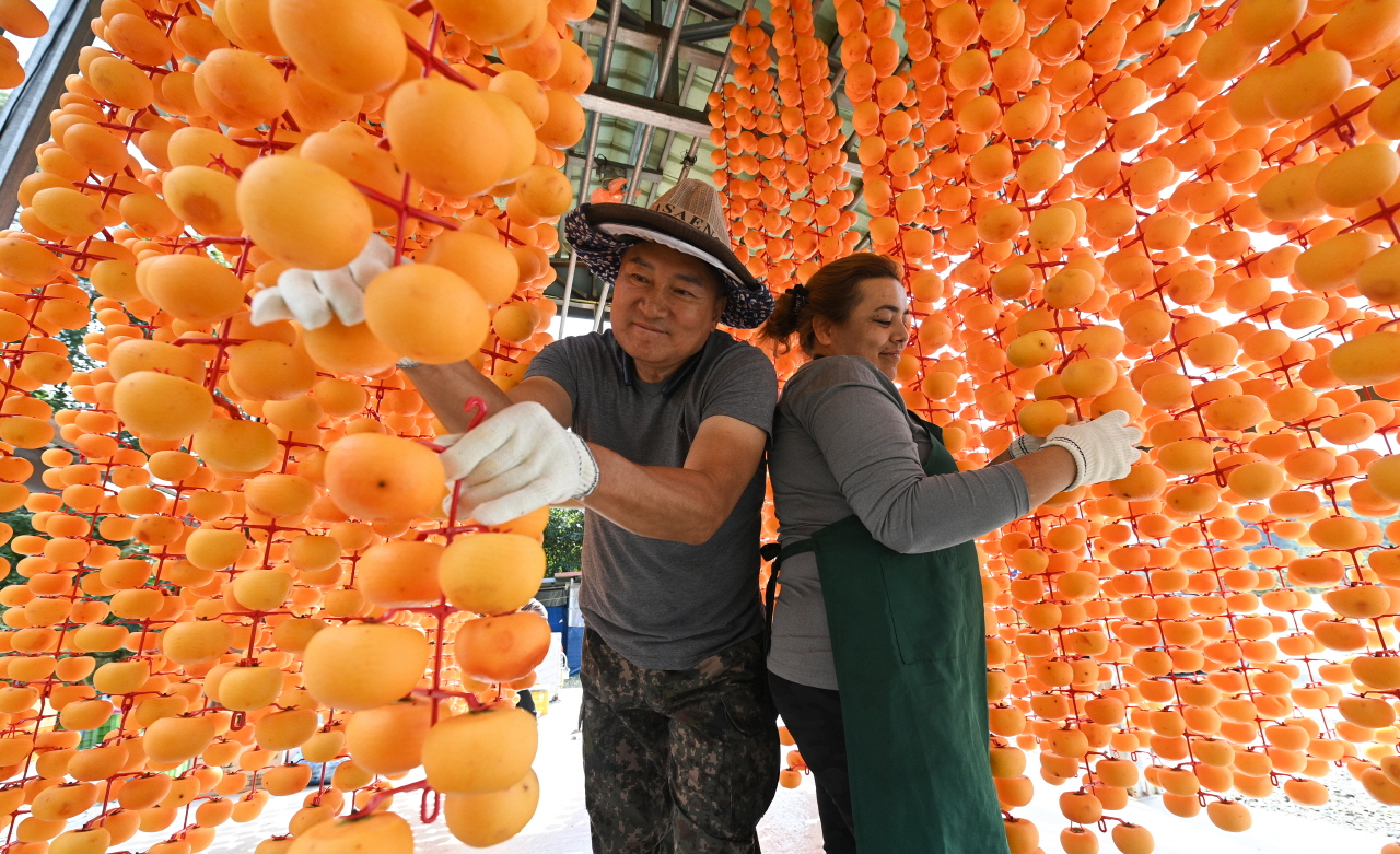 절기상 서리가 내린다는 상강(霜降)인 23일 충남 논산시 양촌면 곶감마을에서 주민들이 곶감을 만들기 위해 깍은 감을 건조장에 매달고 있다. 김주형 기자 kjh2667_@cctoday.co.kr