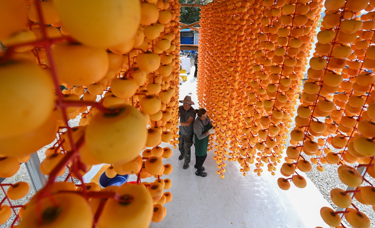 절기상 서리가 내린다는 상강(霜降)인 23일 충남 논산시 양촌면 곶감마을에서 주민들이 곶감을 만들기 위해 깍은 감을 건조장에 매달고 있다. 김주형 기자 kjh2667_@cctoday.co.kr