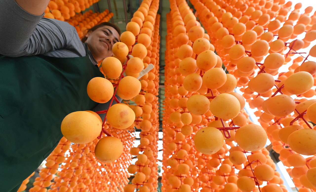절기상 서리가 내린다는 상강(霜降)인 23일 충남 논산시 양촌면 곶감마을에서 주민들이 곶감을 만들기 위해 깍은 감을 건조장에 매달고 있다. 김주형 기자 kjh2667_@cctoday.co.kr