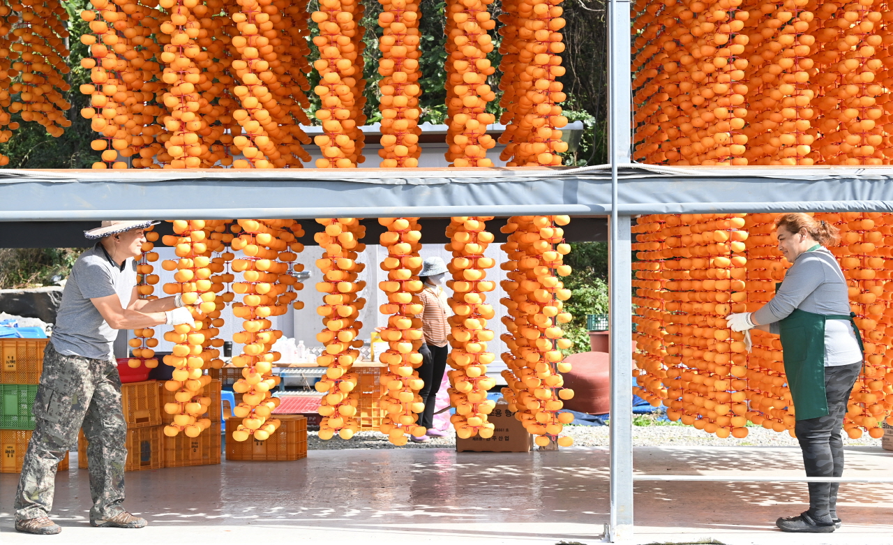 절기상 서리가 내린다는 상강(霜降)인 23일 충남 논산시 양촌면 곶감마을에서 주민들이 곶감을 만들기 위해 깍은 감을 건조장에 매달고 있다. 김주형 기자 kjh2667_@cctoday.co.kr