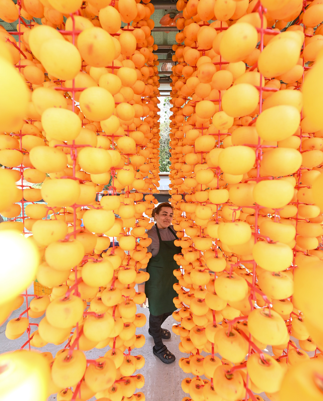 절기상 서리가 내린다는 상강(霜降)인 23일 충남 논산시 양촌면 곶감마을에서 주민들이 곶감을 만들기 위해 깍은 감을 건조장에 매달고 있다. 김주형 기자 kjh2667_@cctoday.co.kr