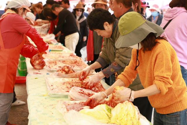 ▲참가자들이 강경젓갈을 활용해 직접 김치를 담그며 즐거운 체험을 하고 있는 모습. 사진=김흥준 기자