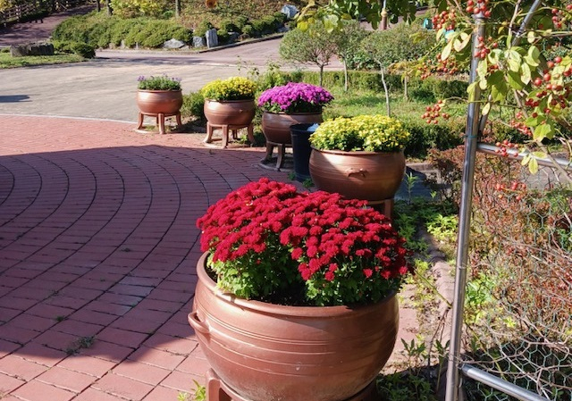 예산군 봉수산수목원에 국화가 활짝 피어 가을의 정취를 느낄수 있다. 예산군 제공