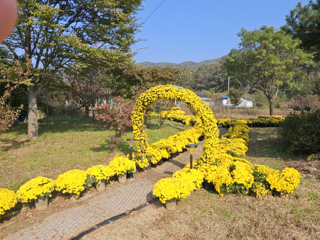 국화 화분 4000개 이상으로 전시한 한천리 주민과 관람객들을 위한 전시장 모습.사진=김익환 기자
