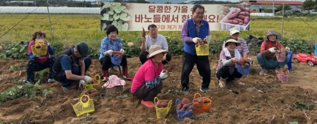 농촌 어르신 복지 생활 실천 시범사업에 참여한 덕산읍 한천마을노인들이 고구마를 수확하며 행복한 일상을 즐기고 있다. 진천군 제공