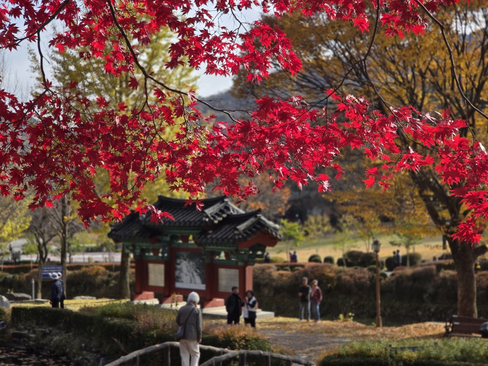 ▲ 12일 오후 단풍 명소로 유명한 제천시 봉양읍 배론성지에는 평일인데도 불구하고 올가을 막바지 단풍을 놓치지 않고 카메라와 눈에 담으려는 시민과 관광객들의 발길이 이어지고 있다. 제천=이대현 기자 lgija2000@cctoday.co.kr