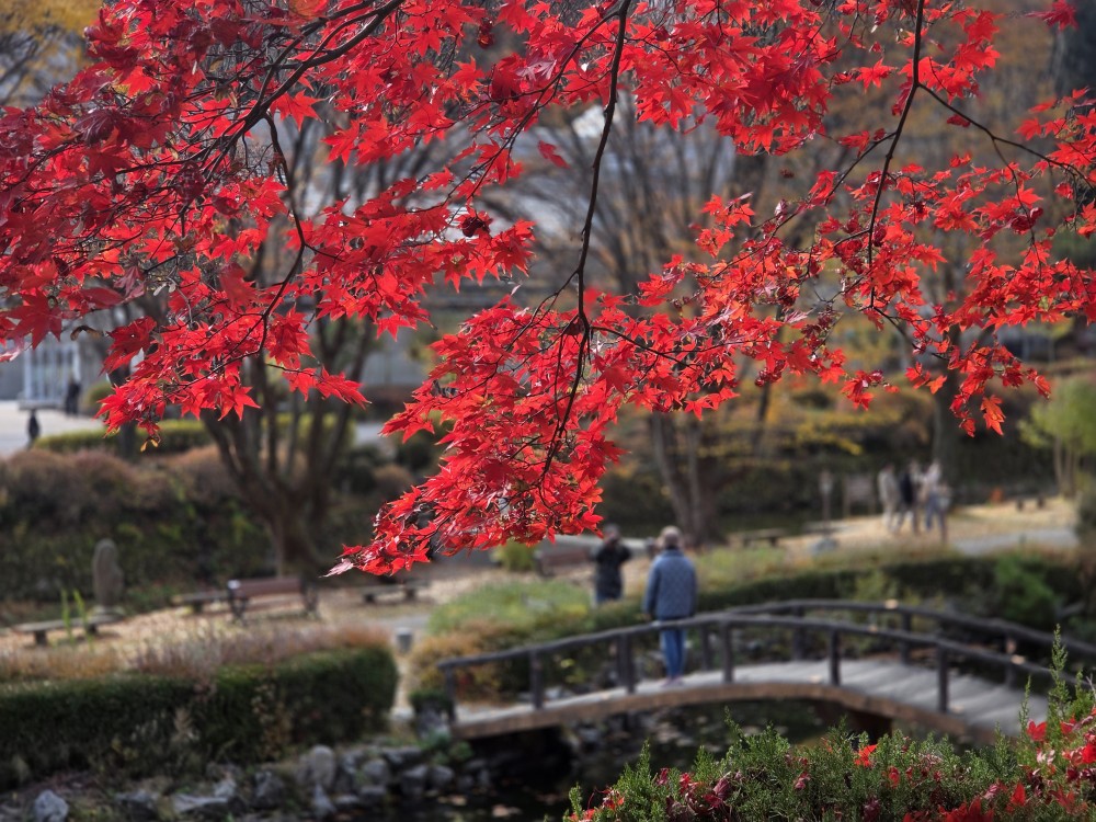▲ 12일 오후 단풍 명소로 유명한 제천시 봉양읍 배론성지에는 평일인데도 불구하고 올가을 막바지 단풍을 놓치지 않고 카메라와 눈에 담으려는 시민과 관광객들의 발길이 이어지고 있다. 제천=이대현 기자 lgija2000@cctoday.co.kr