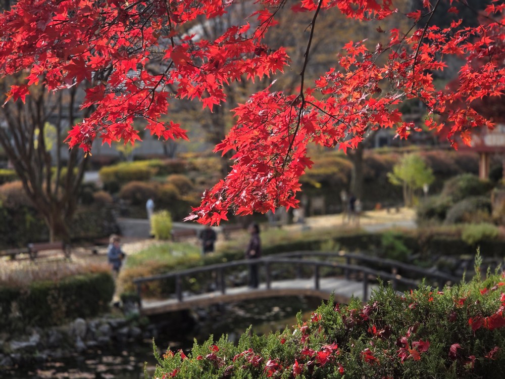 ▲ 12일 오후 단풍 명소로 유명한 제천시 봉양읍 배론성지에는 평일인데도 불구하고 올가을 막바지 단풍을 놓치지 않고 카메라와 눈에 담으려는 시민과 관광객들의 발길이 이어지고 있다. 제천=이대현 기자 lgija2000@cctoday.co.kr