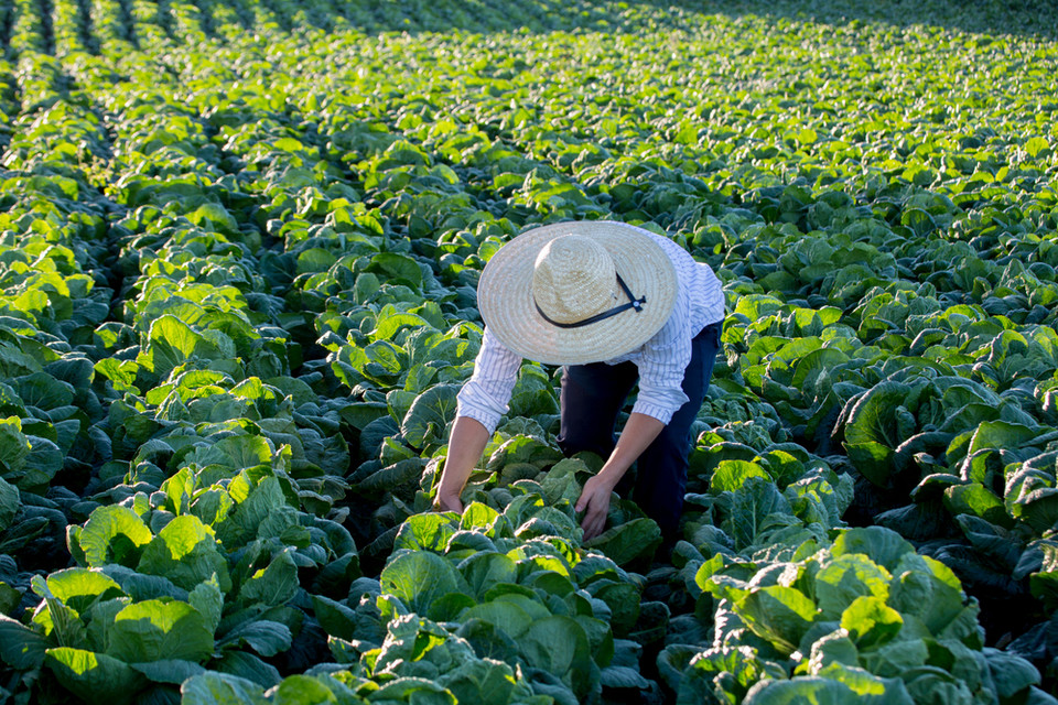 농업. 클립아트코리아 제공.