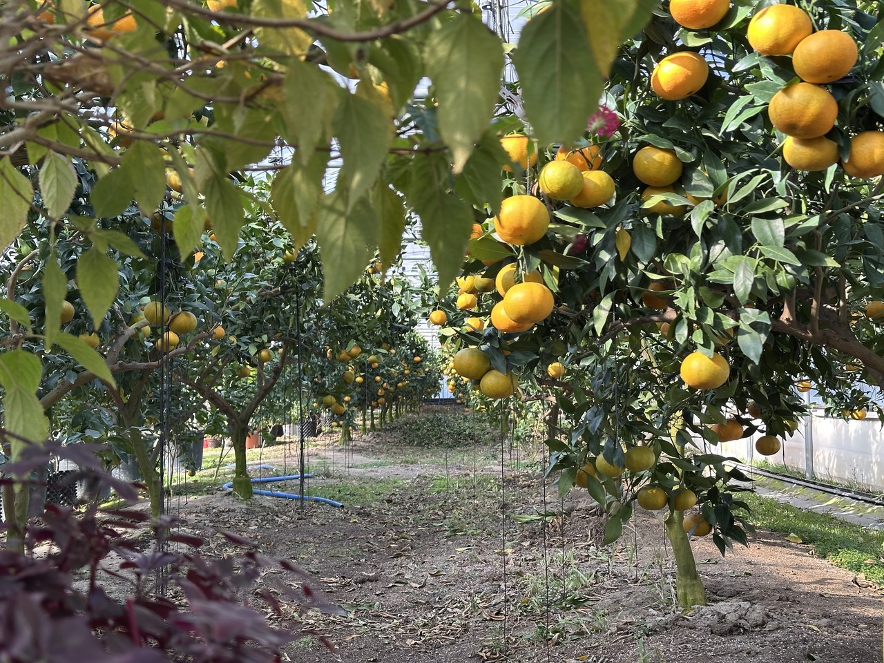 대전 유성구 세동의 과수농가. 나무에 레드향이 달려 있다. 사진=함성곤 기자