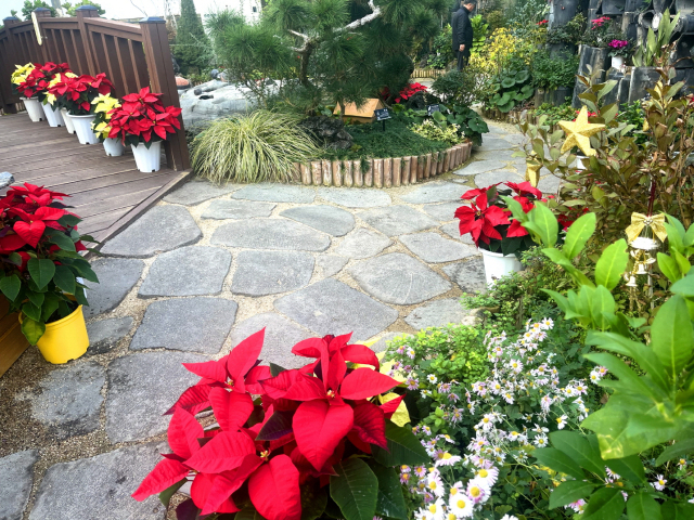 예산군 봉수사수목원 전시온실 내 포인세티아 모습. 예산군 제공